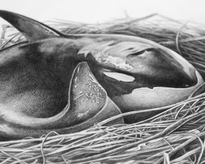 The Plight of the Homeless Orca